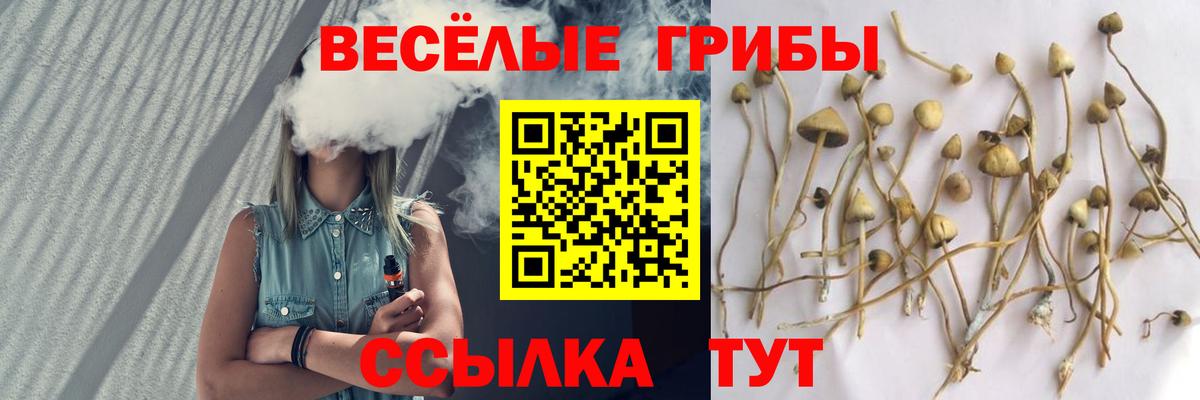 Псилоцибиновые грибы мицелий Новосибирск